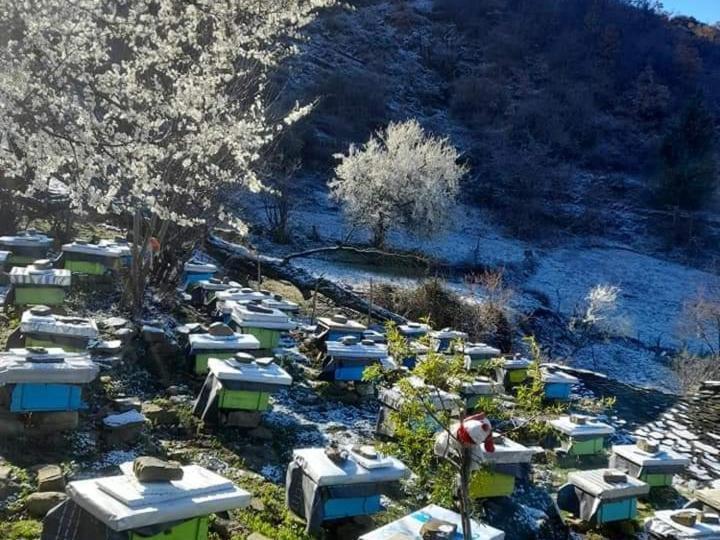 Honey-House “Kastrioti” Διαμέρισμα Πρεμετή Εξωτερικό φωτογραφία